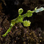Solenostomus halimeda